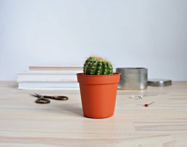 Ahşap masa üzerinde mini kaktüs tencere, makas ve iğneler