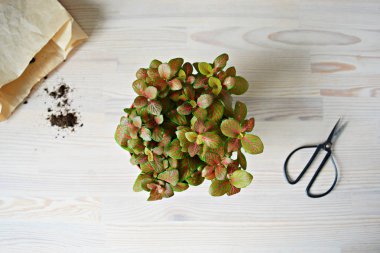 Fittonia iskelet ev tesisi, siyah çelik makas, kraft kağıt torba ve ahşap masa üzerinde toprak