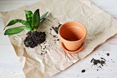 Ahşap masa üzerinde Yeşil sansevieria ev bitki, terracotta pot, toprak ve kraft kağıt