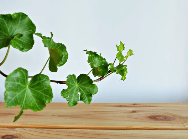 Green ivy house plant closeup