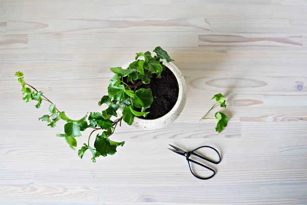 Green ivy house plant in beige ceramic pot and black steel scissors on the wooden table