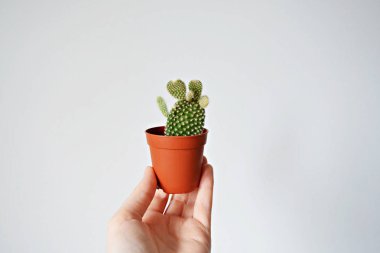 Beyaz üzerinde elinde Mini kaktüs pot