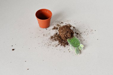 Yeşil opuntia ev bitki, mini pot ve gri üzerinde dağınık toprak