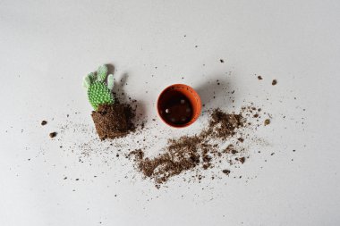 Yeşil opuntia ev bitki, mini pot ve gri üzerinde dağınık toprak
