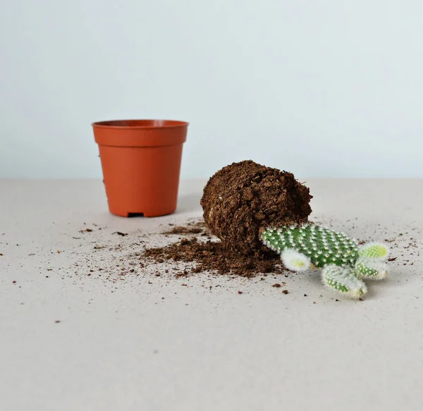 Yeşil opuntia ev bitki, mini pot ve gri üzerinde dağınık toprak