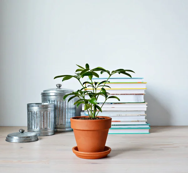 Schefflera Green House Plant Terracotta Pot Metal Toples Stack Books — Stok Foto
