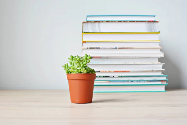 Sedum Suculenta Planta Casa Verde Panela Marrom Pilha Livros Mesa — Fotografia de Stock