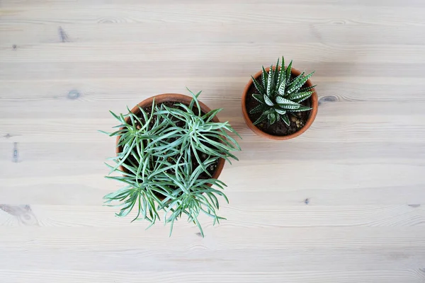 Sukkulenten Häuslichen Pflanzen Senecio Und Haworthia Terrakottatöpfen Auf Holztisch — Stockfoto