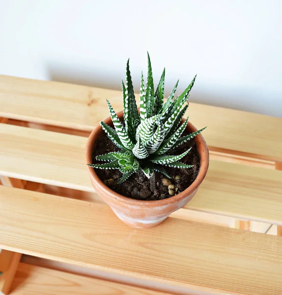 Haworthia Zimmerpflanze Terrakottatopf Auf Holzkiste Über Weiß — Stockfoto