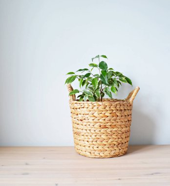 Yeşil ev bitkisi Benjamin Jamina Hasır sepetin içinde Tahta masanın üzerinde beyaz duvarın üzerinde 