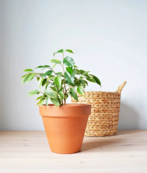 Ficus Benjamina House Plant Terracotta Pot Wicker Basket Wood Desk — Stok Foto