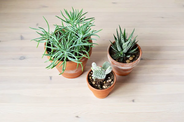 Succulents Senecio Opuntia Haworthia Terracotta Pots Wood Desk — Stok Foto