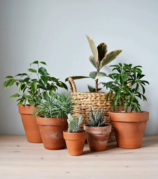 Plantas Invernadero Macetas Terracota Ficus Elastica Tineke Canasta Mimbre Sobre — Foto de Stock