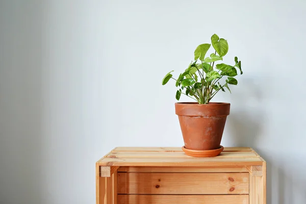 Syngonium Zimmerpflanze Terrakottatopf Auf Holzkiste Über Weiß — Stockfoto