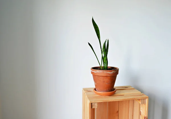 Sansevieria Zimmerpflanze Terrakottatopf Auf Holzkiste Über Weiß — Stockfoto