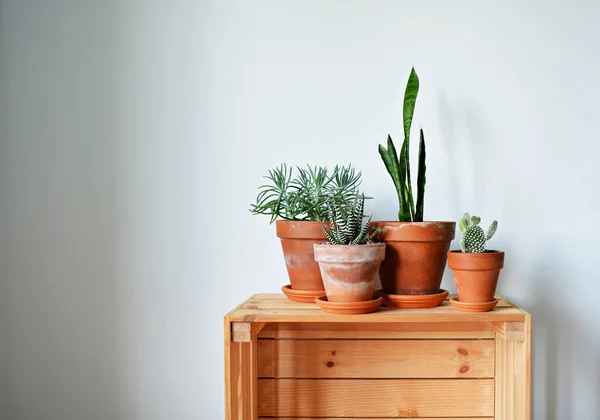 Plantas Invernadero Macetas Terracota Caja Madera Sobre Blanco — Foto de Stock