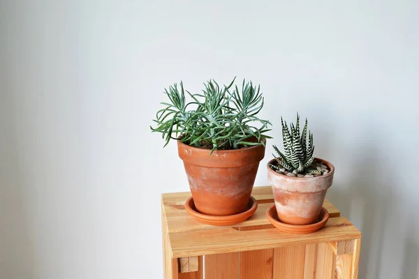 Succulents Senecio Blue Haworthia Fasciata Terracotta Pots Wood Box White — Stok Foto