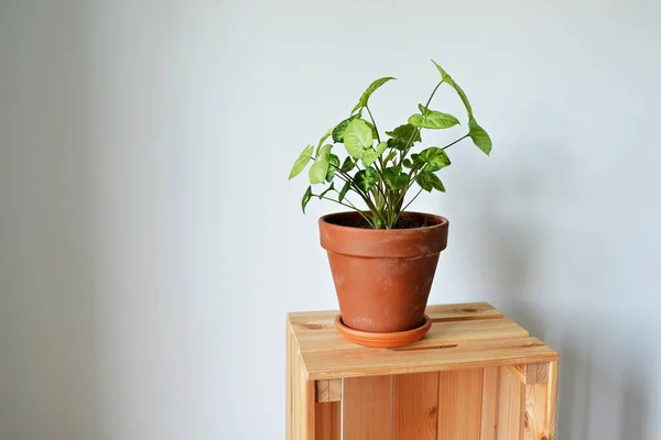 Syngonium Zimmerpflanze Terrakottatopf Auf Holzkiste Über Weiß — Stockfoto
