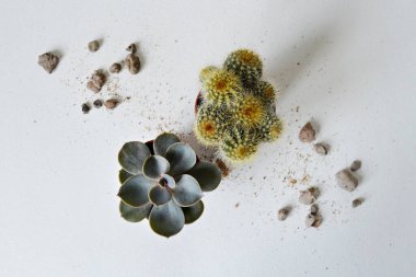 Açık yeşil mammillaria kaktüsü, echeveria nurnberg, beyaz üzerine taşlar ve kum.