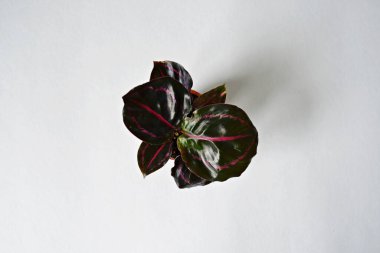 Beyaz üzerine Calathea Roseopicta ev bitkisi