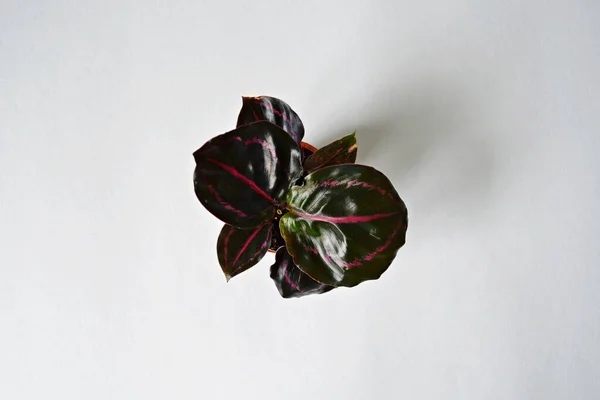 Calathea Roseopicta House Växt Över Vit Royaltyfria Stockfoton