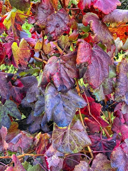 Weinberge San Paio Abeleda Ourense — Stockfoto