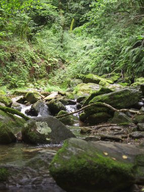Pontedeume ormanda yürümek.