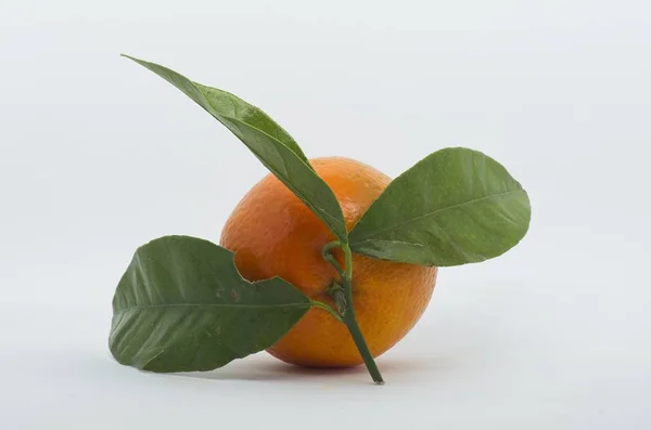 Tangerine Över Vita Bakgrunds Bilder — Stockfoto