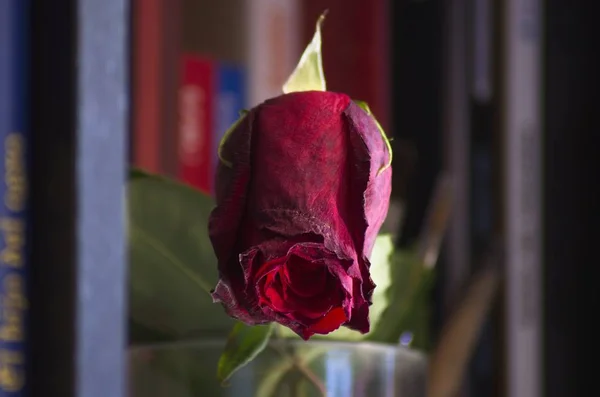 Rosa Roja Envejecida Una Estantería Madera — Foto de Stock