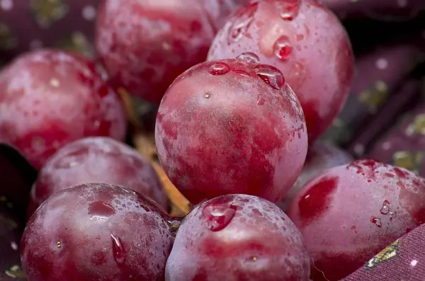 Bordeaux bez bir parça üzerinde bazı üzüm shot