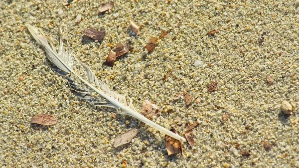 Βρεγμένο Φτερό Στην Άμμο Ένα Ηλιόλουστο Καλοκαιρινό Πρωινό — Φωτογραφία Αρχείου