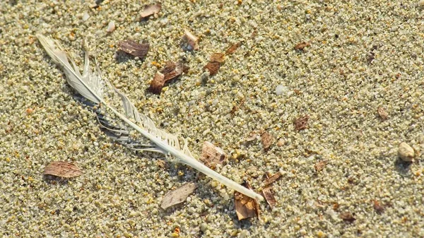 阳光明媚的夏日早晨 沙上湿羽毛 — 图库照片