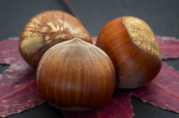 Verse Hazelnoten Een Droog Blad Zwarte Achtergrond Met Zachte Defocus — Stockfoto