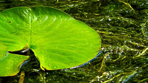 Voda Odtéká Jezírku Zelená Příroda — Stock fotografie