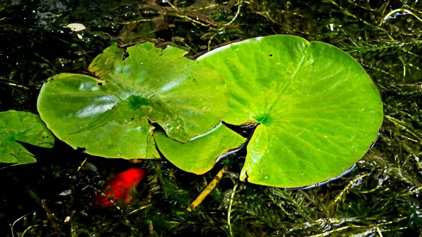 Água Sai Uma Lagoa Natureza Verde — Fotografia de Stock