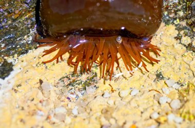 Anemone 'u sudan çıkar. Deniz doğası.