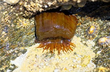 Anemone 'u sudan çıkar. Deniz doğası.