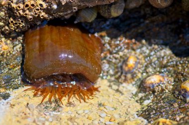 Anemone 'u sudan çıkar. Deniz doğası.