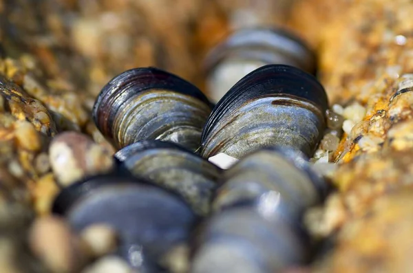 岩石上的贻贝有很强的脱焦能力 海滨自然 — 图库照片
