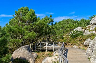 Kayaların ve çam ağaçlarının arasındaki tahta patika. Tatilde. Rahatlama