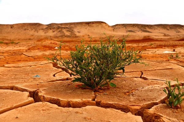 在沙漠干旱中生存的植物 — 图库照片