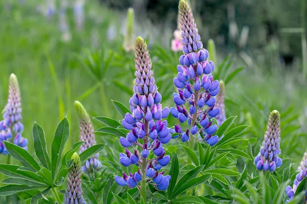 Schöne Blume Einer Lupinenpflanze — Stockfoto