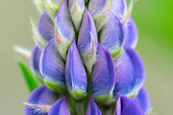 Lupine Bir Çiçek Yakın — Stok fotoğraf