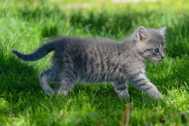 Gri kedi yavrusu yeşil çimlerde oturur