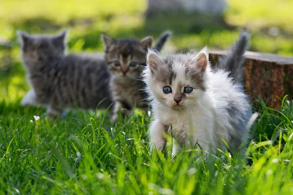灰色の猫が緑の芝生の上に座っている — ストック写真