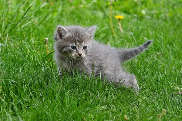 Gatinho Cinzento Senta Gramado Verde — Fotografia de Stock