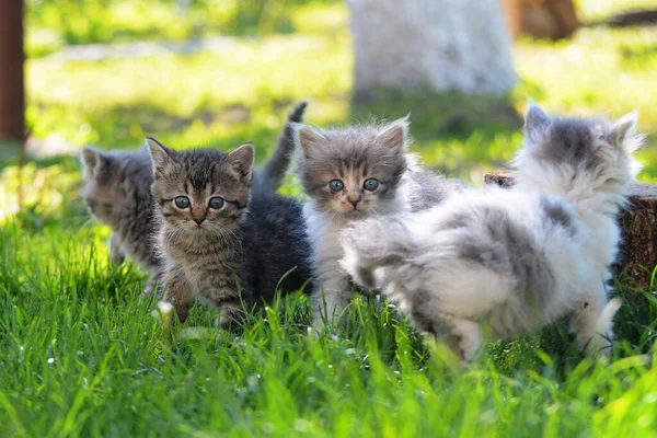 Los Gatos Grises Están Sentados Césped Verde — Foto de Stock