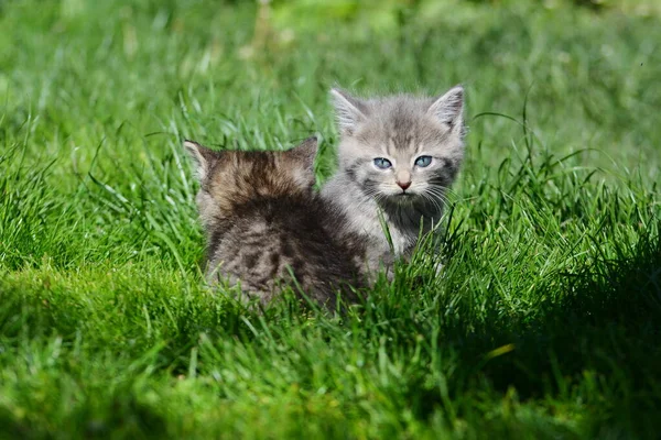 Los Gatos Grises Están Sentados Césped Verde — Foto de Stock