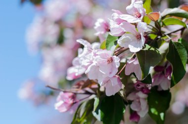 Elma ağacının pembe çiçekler