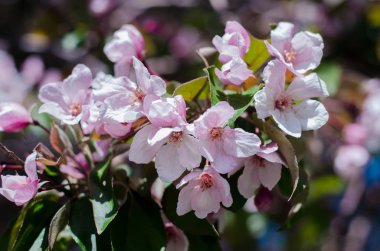 Elma ağacının pembe çiçekler